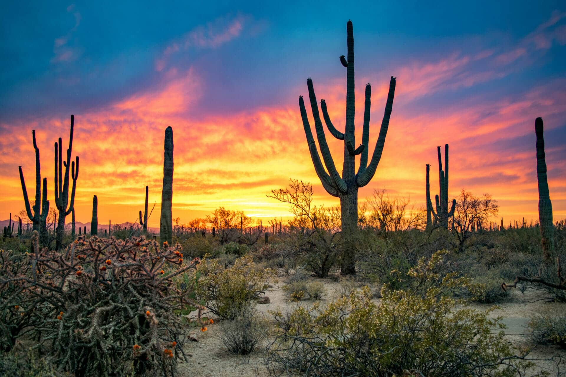 Arizona Landscape