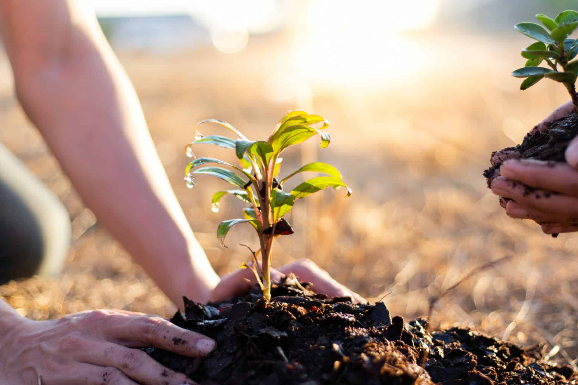 SRP Free Shade Trees